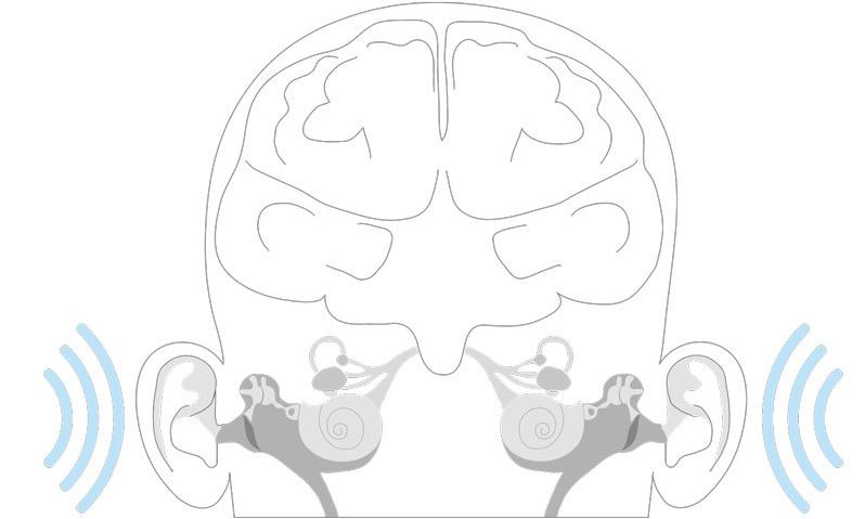 Der Hörvorgang | Innenohr 